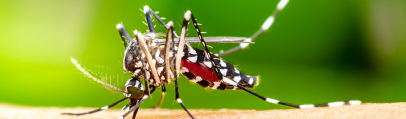 image Ang dengue ay nakukuha mula sa kagat ng isang babaeng ________ mosquito.